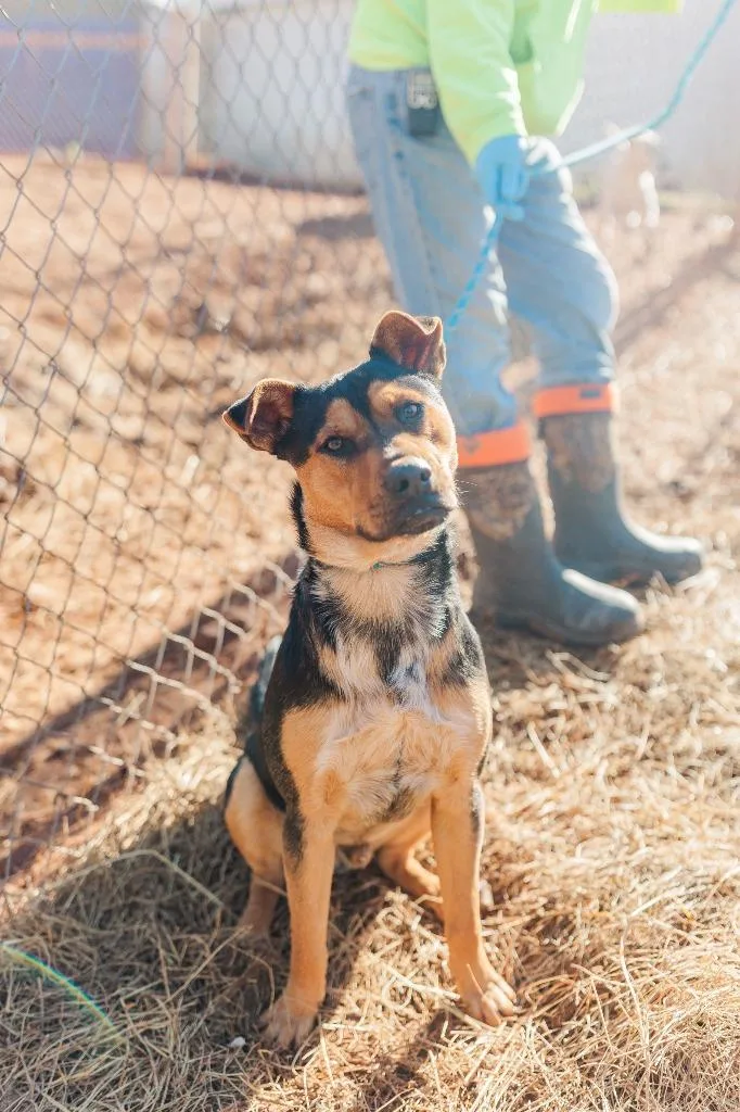 A young large-sized male German Shepherd Dog dog named Ralph for adoption in Lawrenceburg, TN