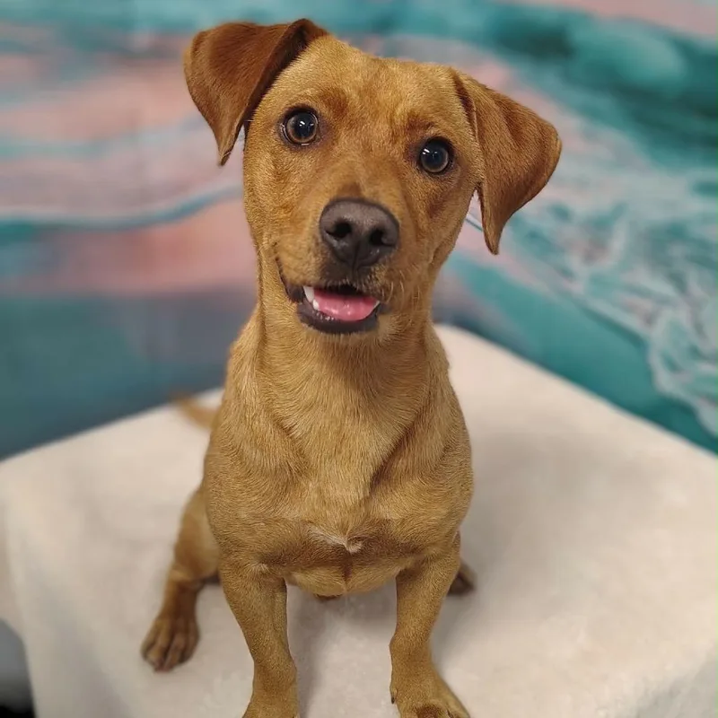 An adult small-sized male Yellow / Tan / Blond / Fawn Labrador Retriever dog named Gordon for adoption in Griswold, CT