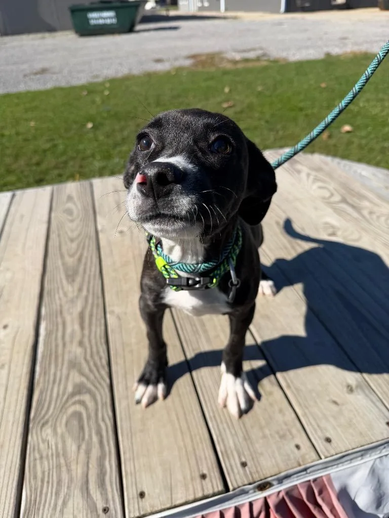 A baby medium-sized male American Staffordshire Terrier dog named Jordan for adoption in Pierceton, IN