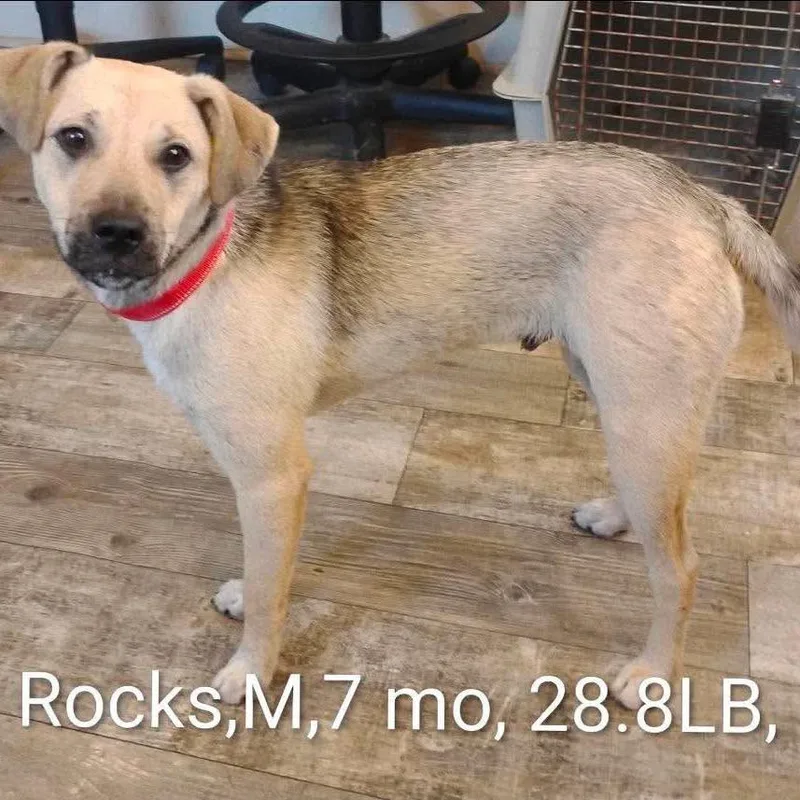 A young medium-sized male Yellow / Tan / Blond / Fawn Shepherd dog named Rocks for adoption in Hackett, AR