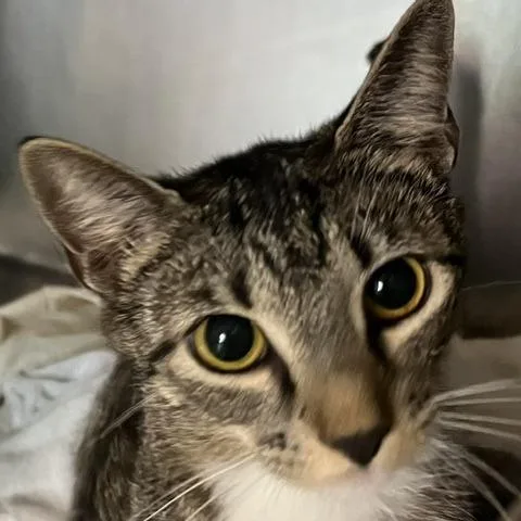 A young medium-sized female Domestic Short Hair cat named Tuchi for adoption in Baltimore, MD