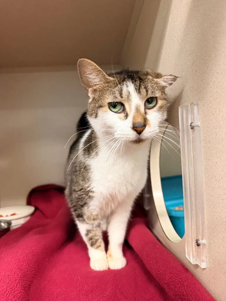 An adult medium-sized female Domestic Short Hair cat named Squiggles for adoption in Pottsville, PA