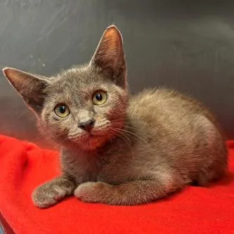 A baby small-sized male Gray / Blue / Silver Domestic Short Hair cat named Foghorn Leghorn for adoption in Austin, TX