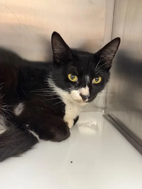 A young medium-sized male Domestic Short Hair cat named Bosco for adoption in Naples, FL