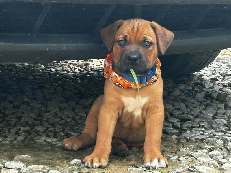A baby medium-sized male Bulldog dog named Biscuit Cookie for adoption in Andover, MA