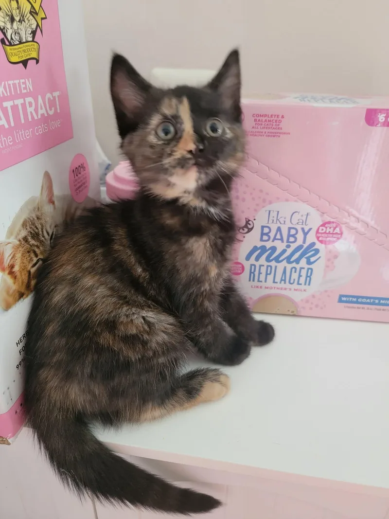 A baby medium-sized female Domestic Short Hair cat named Judith for adoption in Holbrook, NY