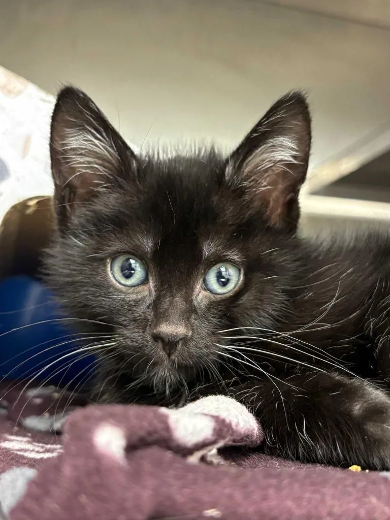 A baby small-sized male Domestic Short Hair cat named Horus for adoption in New Kensington, PA