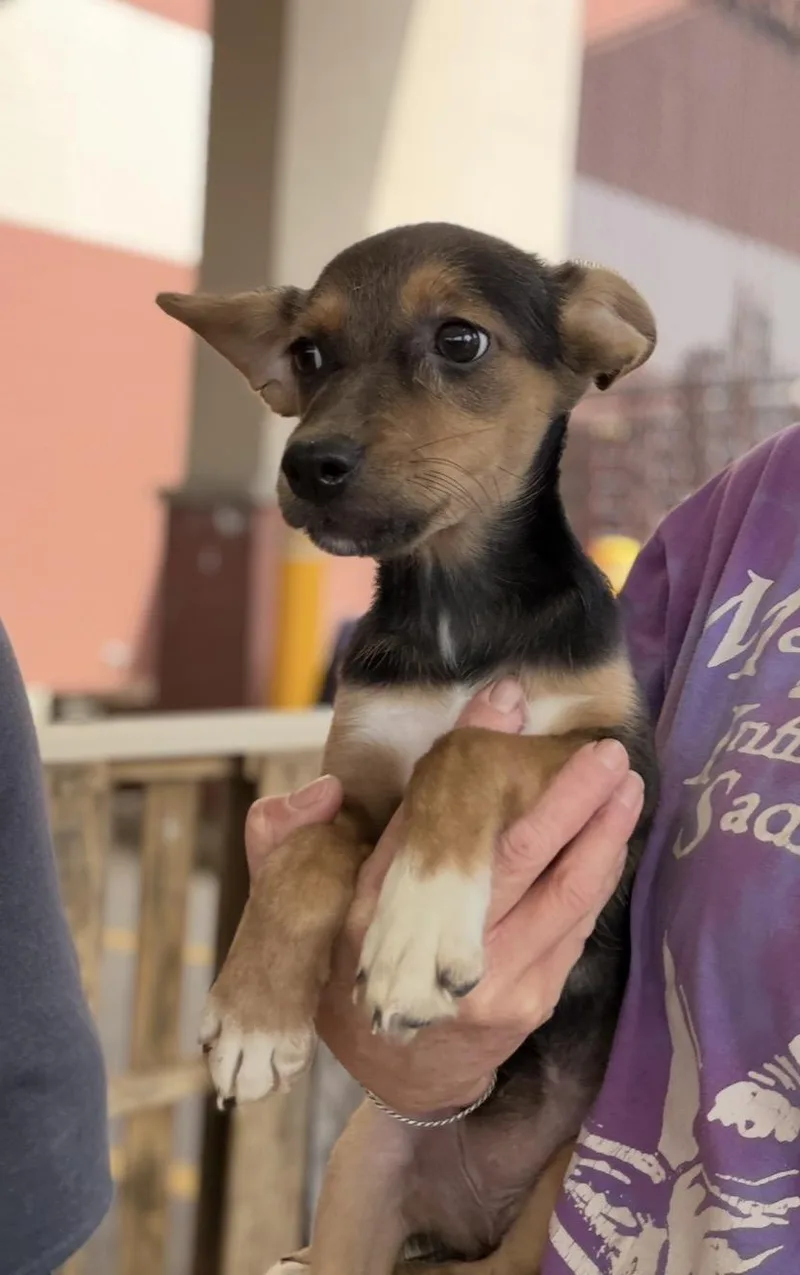 A baby medium-sized female Australian Shepherd dog named Pastora for adoption in Wonder Lake, IL