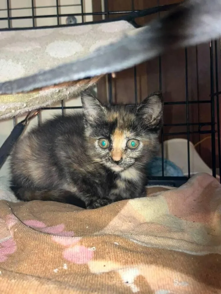 A baby small-sized female Domestic Short Hair cat named Fruit Loop for adoption in Milton, DE