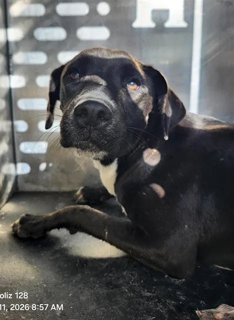 A young medium-sized female Labrador Retriever dog named Berry for adoption in San Antonio, TX