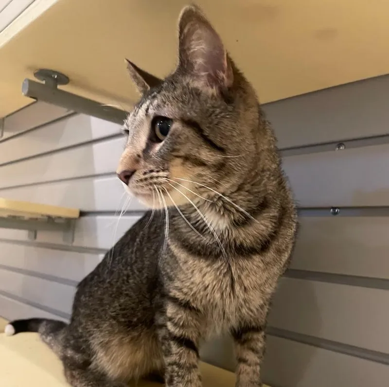 An adult medium-sized male Domestic Short Hair cat named Washington for adoption in South Bend, IN