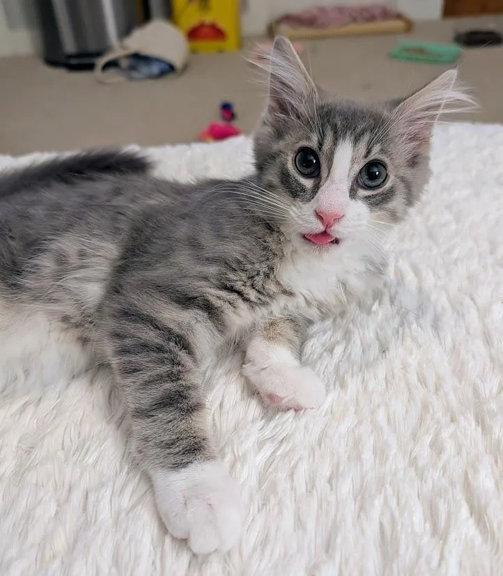 A baby medium-sized male Domestic Long Hair cat named Swish for adoption in Youngsville, NC