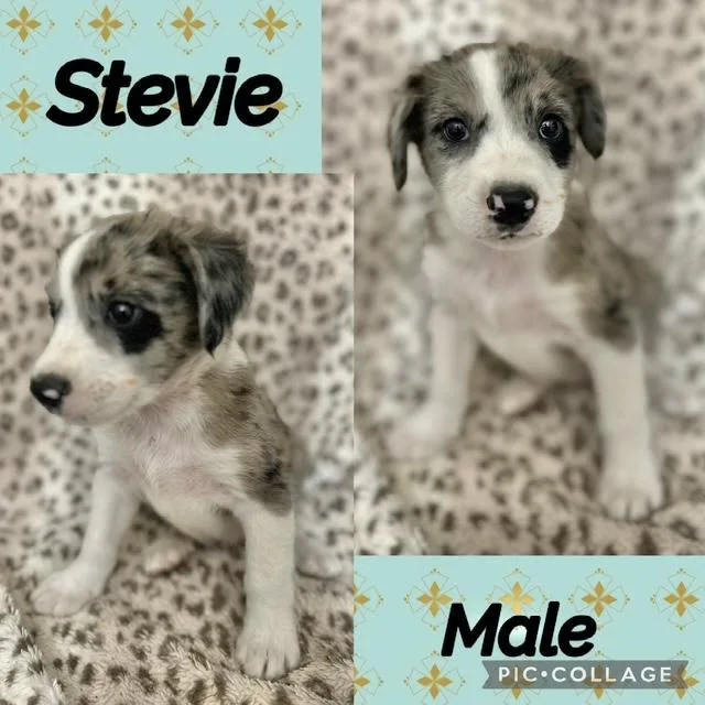 A baby medium-sized male Australian Shepherd dog named Stevie for adoption in Manchester, CT