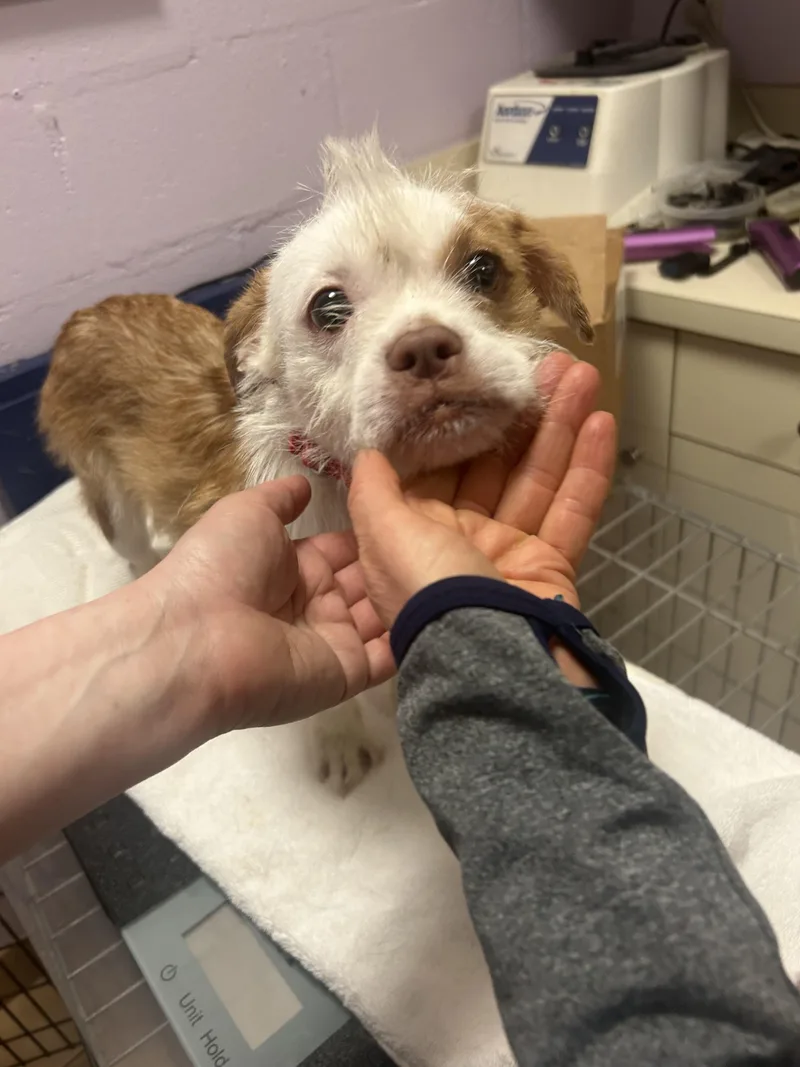 A baby small-sized female White / Cream Jack Russell Terrier dog named Electra for adoption in Oak Ridge, NJ