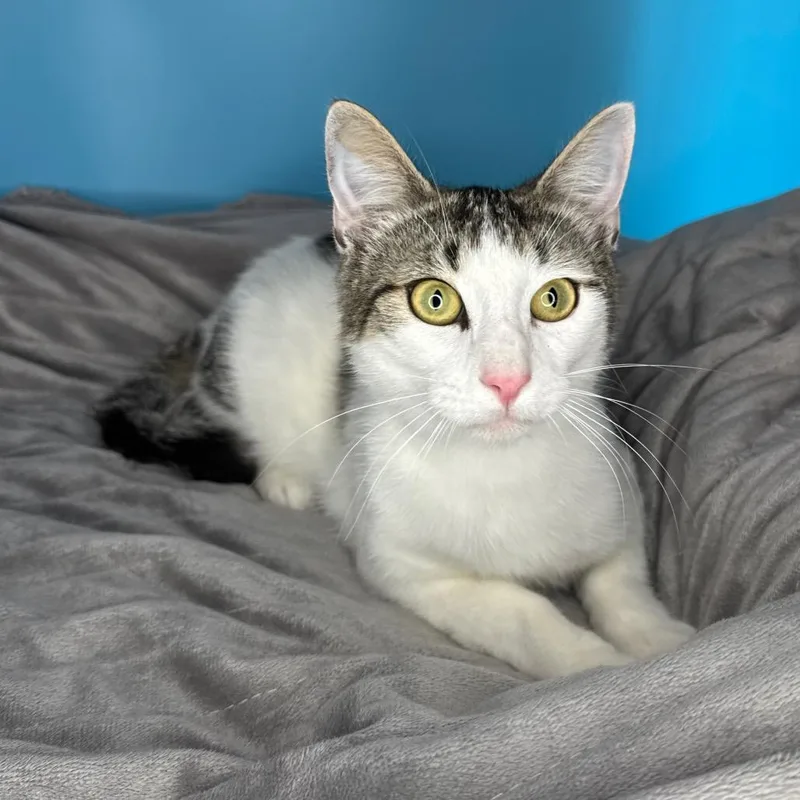 A young medium-sized male Brown / Chocolate Domestic Short Hair cat named Edgar for adoption in San Antonio, TX