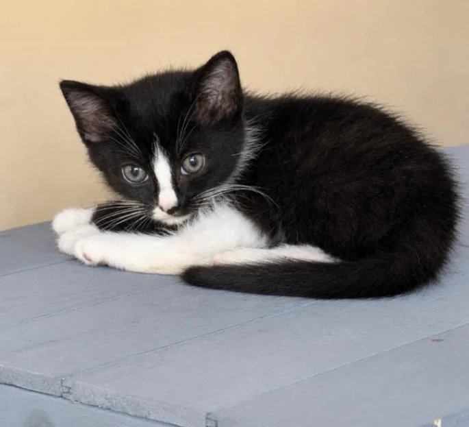 A young medium-sized male Black Domestic Short Hair cat named River for adoption in North Babylon, NY
