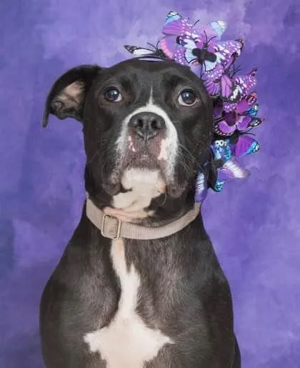An adult medium-sized female Black Mixed Breed dog named Cassidy for adoption in Cincinnati, OH
