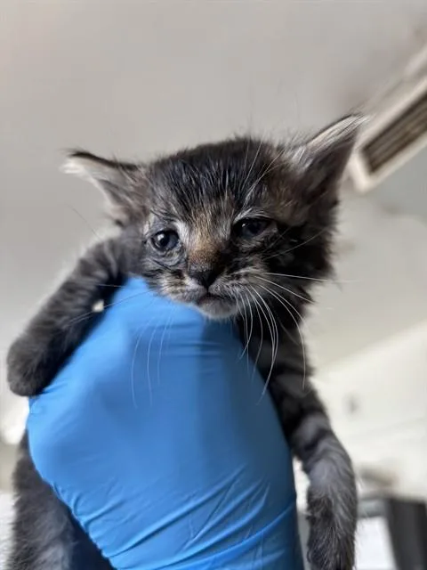 A baby small-sized female Domestic Short Hair cat named Ella for adoption in San Bernardino, CA