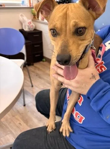 A young small-sized male Golden Terrier dog named Rusty for adoption in Benbrook, TX