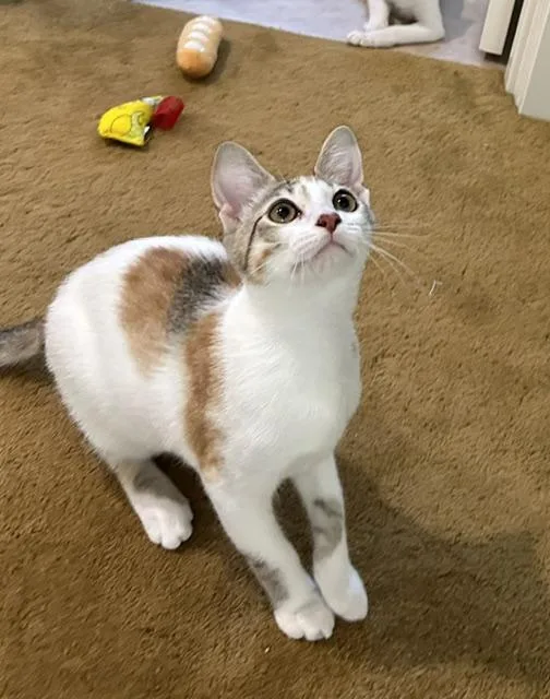 A baby medium-sized female Calico Domestic Short Hair cat named Ashling for adoption in Portland, OR