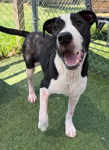 A young small-sized male Mixed Breed dog named Lovebug for adoption in Columbia, SC