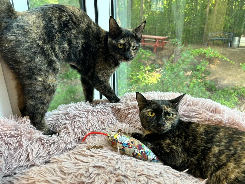A young medium-sized female Domestic Short Hair cat named Daisy and Daffodil for adoption in Sudbury, MA