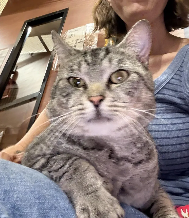 A young medium-sized male Domestic Short Hair cat named Shadow for adoption in Herndon, VA