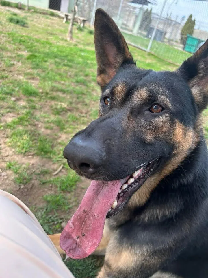 A young medium-sized male German Shepherd Dog dog named Kash for adoption in Stamford, CT
