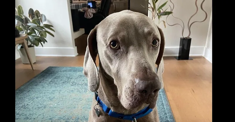 An adult large-sized male Gray / Blue / Silver Weimaraner dog named Bruno for adoption in Dallas, TX