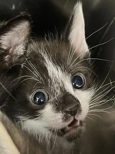 A baby small-sized male Black & White / Tuxedo Domestic Short Hair cat named Eagle for adoption in Tavares, FL