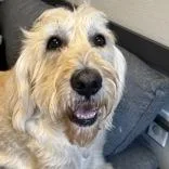 An adult large-sized female White / Cream Mixed Breed dog named Sadie for adoption in Lansing, MI