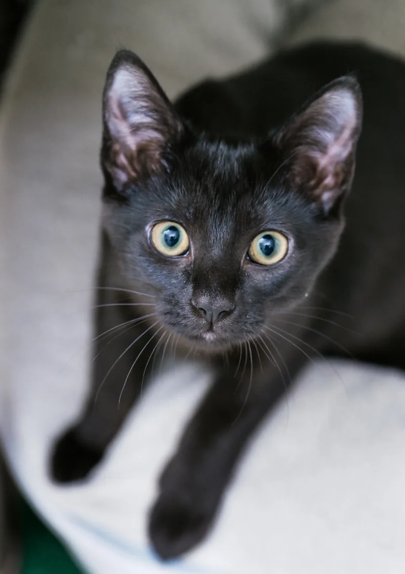 A baby medium-sized female Black Domestic Short Hair cat named Frappuccino for adoption in Chattanooga, TN