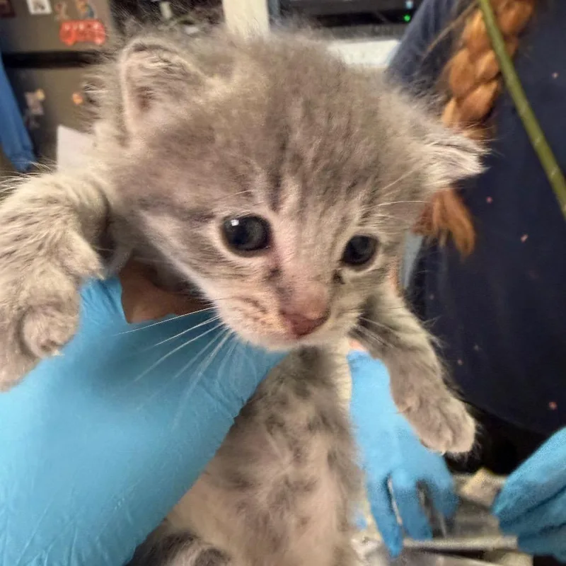 A baby small-sized female Gray / Blue / Silver Domestic Short Hair cat named Woodpecker for adoption in Charleston, WV