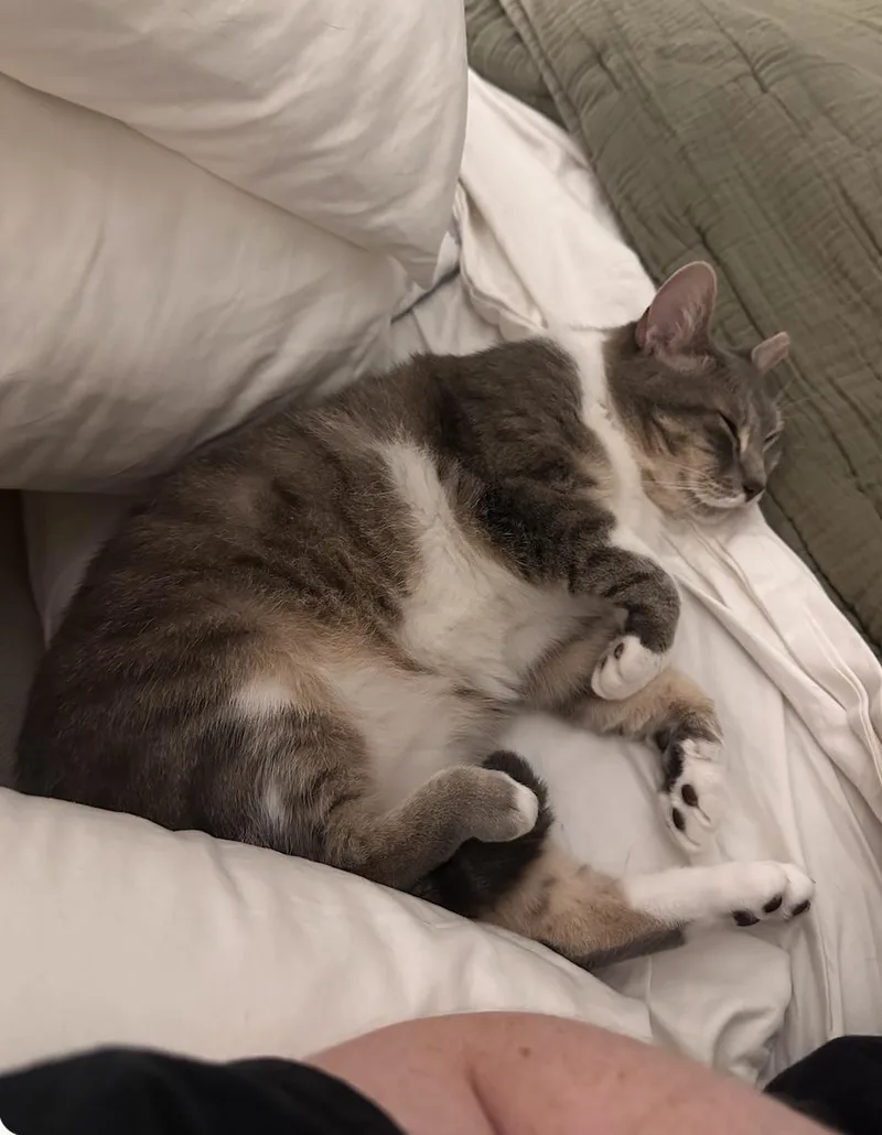 An adult medium-sized female Gray & White Domestic Short Hair cat named Jeannie for adoption in Brooklyn, NY