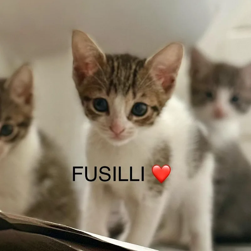 Fusilli thumbnail 2