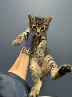 A baby small-sized male Domestic Short Hair cat named Fruit for adoption in Miami, FL