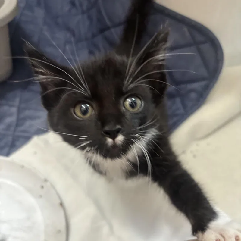 A baby small-sized male Black Domestic Medium Hair cat named Toulouse C for adoption in Princeton, MN