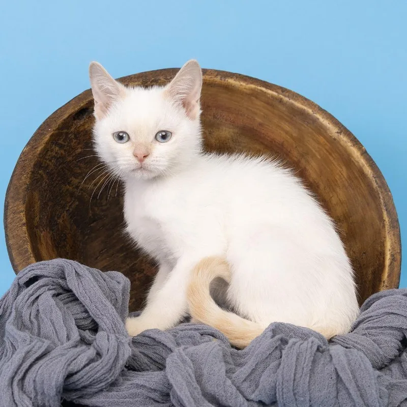 A baby small-sized female White Domestic Short Hair cat named Sunshine for adoption in Franklin, TN