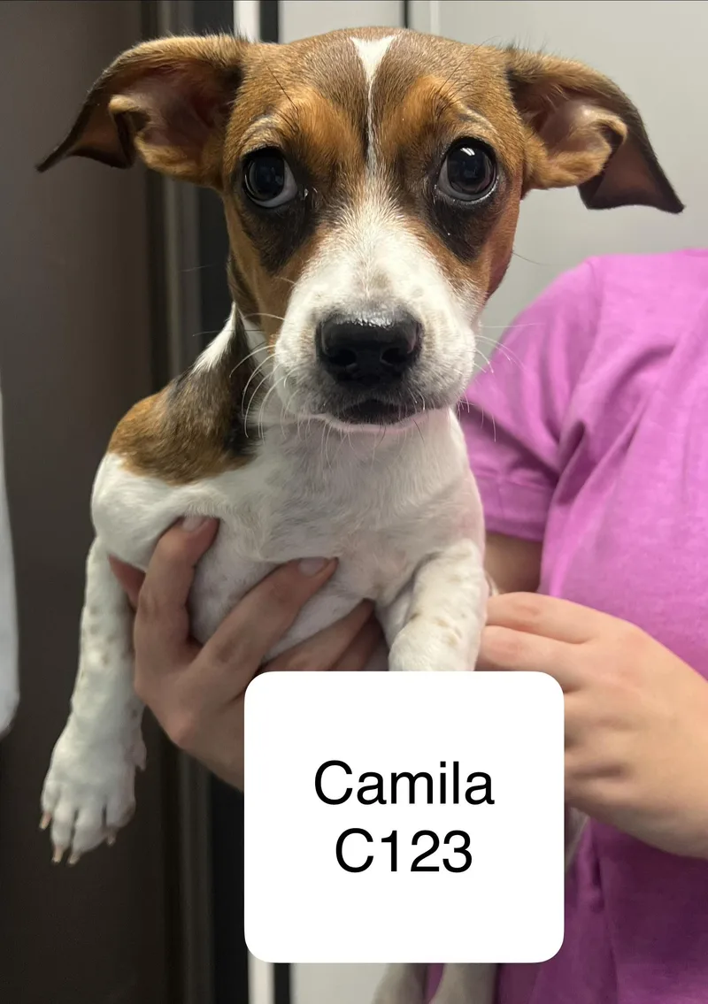 A baby small-sized female Black Basset Hound dog named Camila for adoption in Morganton, NC