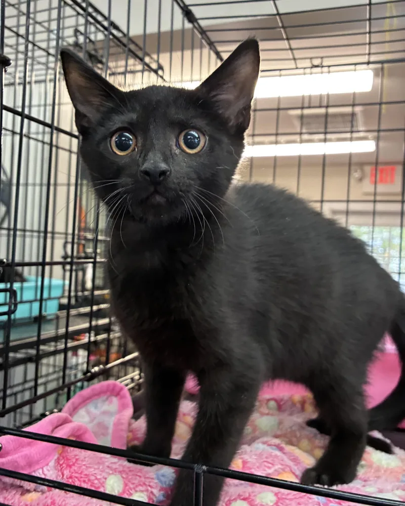 A baby medium-sized male Black Domestic Short Hair cat named Jimmy Cricket for adoption in Breinigsville, PA