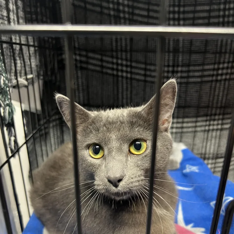 A baby small-sized male Domestic Short Hair cat named Aiden for adoption in Altoona, PA