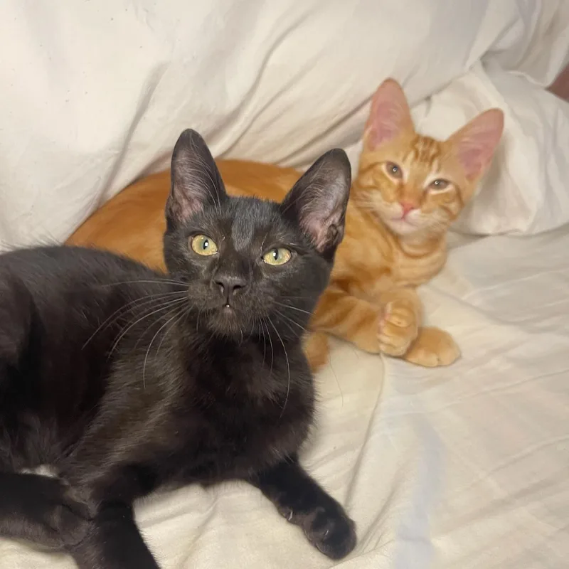A baby small-sized male Black Domestic Short Hair cat named Perfectly Imperfect Mr. Maple for adoption in Boca Raton, FL