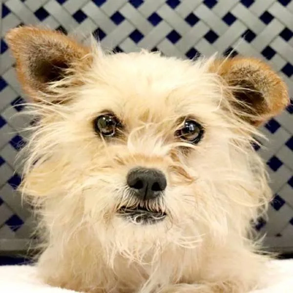 A young small-sized female Terrier dog named Tiny for adoption in Fort Davis, TX