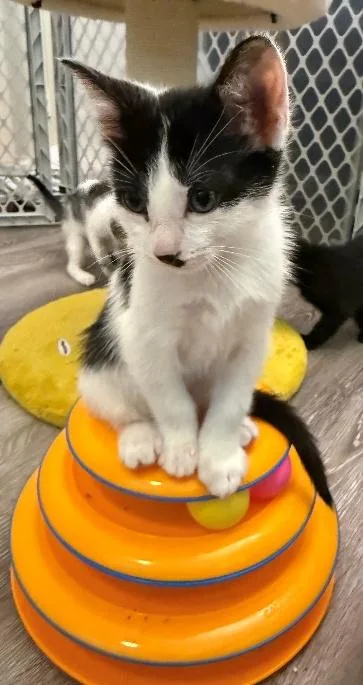 A baby medium-sized male Black & White / Tuxedo American Shorthair cat named Lucas for adoption in Richardson, TX