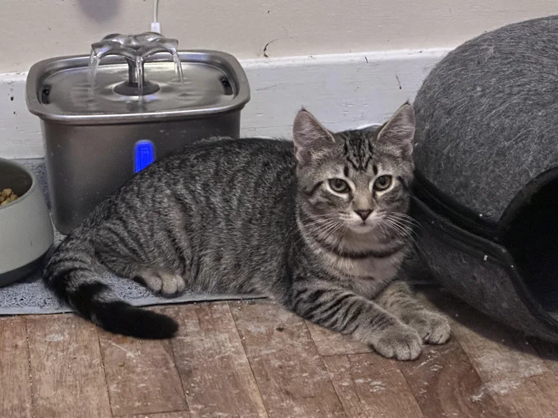 A baby small-sized male Domestic Short Hair cat named Sweet Pepper for adoption in Bethel Park, PA