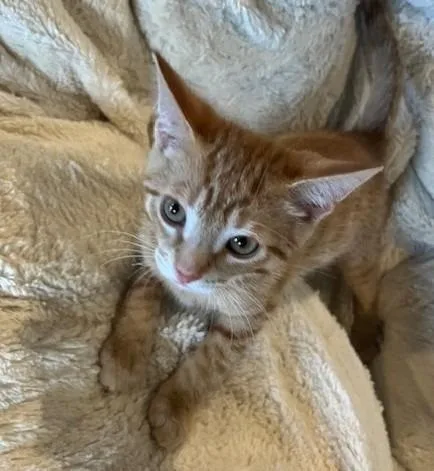 A baby small-sized male Domestic Short Hair cat named Ray for adoption in Magnolia, TX