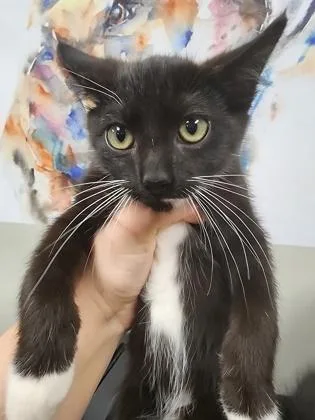 A baby small-sized male Domestic Short Hair cat named Sherlock $ for adoption in Seneca, SC