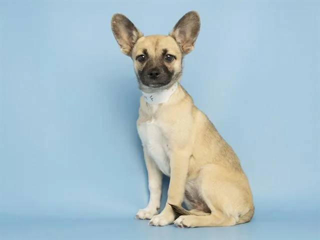 A baby small-sized female German Shepherd Dog dog named Meadow for adoption in Phoenix, AZ