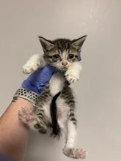 A baby small-sized female Domestic Short Hair cat named Coco for adoption in Miami, FL