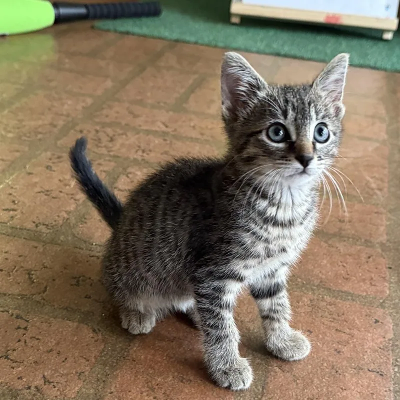 A baby small-sized male Brown / Chocolate Domestic Short Hair cat named Wally for adoption in Houston, TX